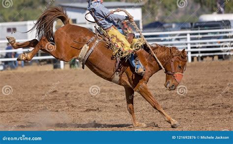 Bucking Bronco Horse At Country Rodeo Stock Photo Image Of Bucked