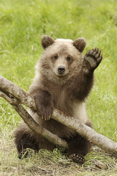 Grizzly Cub Waving Hello Very Cute Animals Wild Animals
