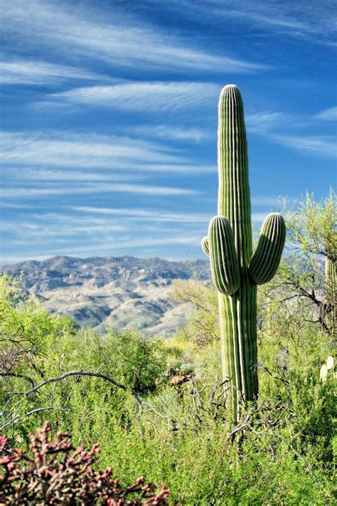 A Saguaro Cactus Growing In The Sonoran Desert Stock Image Image Of
