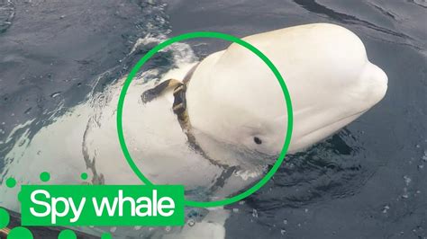 Russian Spy Beluga Whale Seen In Norwegian Waters Youtube