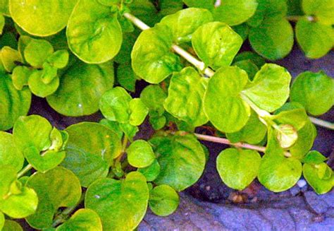 Creeping jenny should be used as a marginal plant as it prefers wet substrate or water up to two inches deep where it will provide shade for juvenile. Growing Golden Creeping Jenny | Creeping jenny, Creeping ...