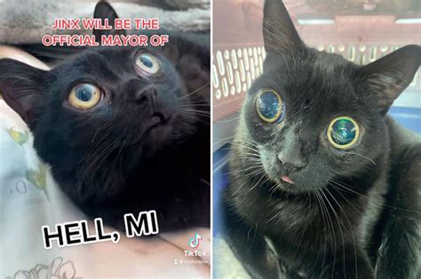 Black Cat Named Jinx Declared Mayor Of Town Called Hell