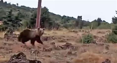 Ισχυρή έκρηξη ισοπέδωσε ξενοδοχείο στην καστοριά [εικόνες και ισοπεδώθηκε ξενοδοχείο στην καστοριά μετά από έκρηξη / φωτογραφία: Καστοριά - Πέτρα: Έβγαλε το σκύλο βόλτα και έπεσε πάνω σε ...