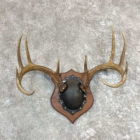 Whitetail Deer Antler Plaque Taxidermy For Sale 26588 The Taxidermy