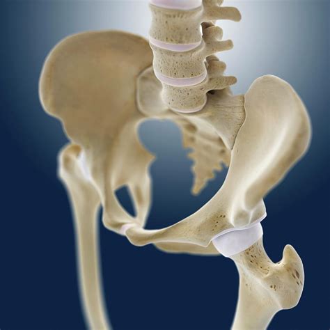 Hip Anatomy 6 Photograph By Springer Medizin Science Photo Library