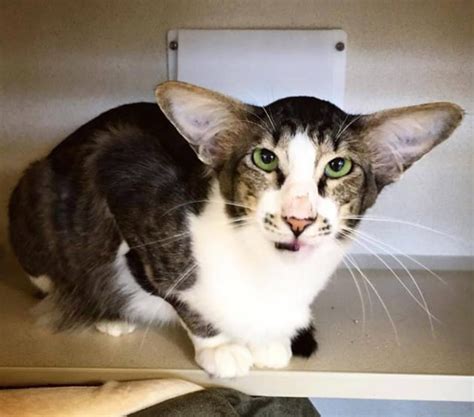 This Cat Looks JUST LIKE Adam Driver and We're FREAKING OUT! - The ...