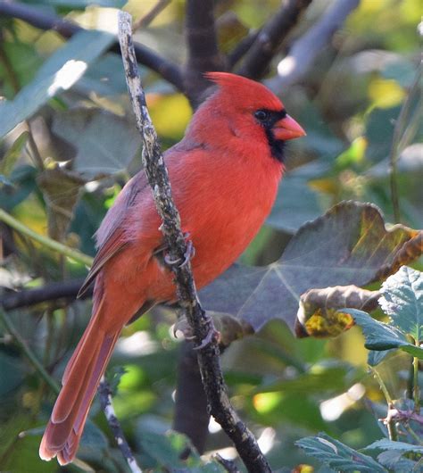 Beautiful State Bird Of Virginiathe Cardinal Virginia Beach West