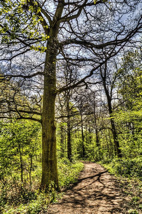 The Forest Path Pyrography By David Pyatt