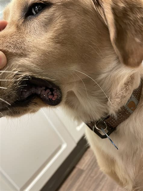 Bumps On Lips Golden Retriever Dog Forums