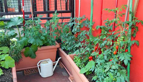 Urban Vegetable Garden Tips For Small Spaces Builddirect