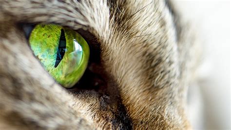 Image Cats Eyes Macro Animal Closeup 1366x768