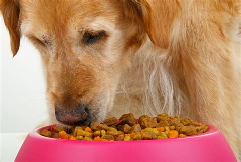 Dogs that are about 10 kilograms will need 1 ½ cup of dry food per day. How Much And How Often Should I Feed My Dog? | DogLife360