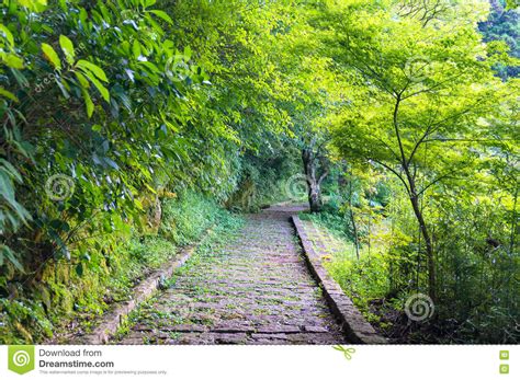 Stone Path In Forest Park Stock Photo Image Of Outdoor
