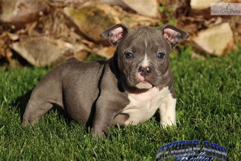 American pitbull staffordshire terrier pups for sale in delhi call now 9213919402. American Pit Bull Terrier puppy for sale near Inland ...