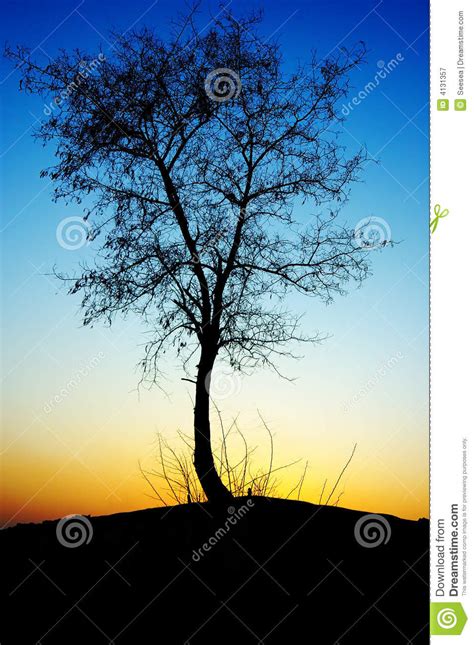 Sunset Tree Silhouette Stock Image Image Of Plant