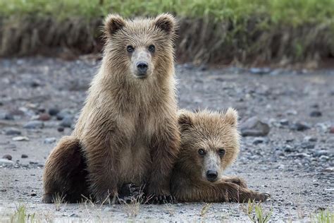 Alaska Brown Bear Cubs Photograph By Linda D Lester