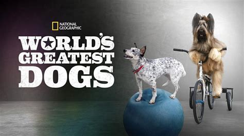 Spend more time watching disney plus and less time searching for what to watch. The Best 'Dog' Movies & Shows To Watch On Disney+ - Disney ...