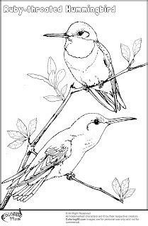 hummingbird coloring pages team colors