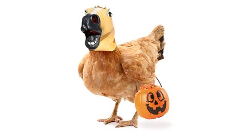 Cdc Says Its Okay To Dress Your Chickens In Costumes