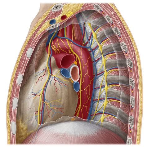 Anatomy of the chest and the lungs: Mediastinum (Anatomy) - Study Guide | Kenhub
