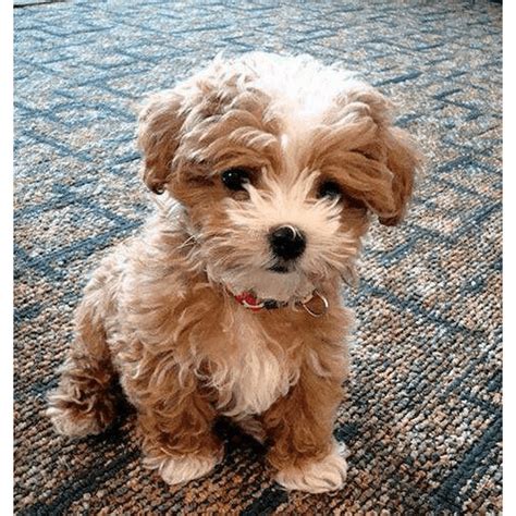 Not all of these cute little dogs will be a good fit for you and your family. Teddy Bear Puppies for Sale in NY (Brooklyn) - Teacup Pups
