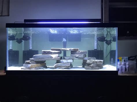 40 Gallon Breeder Tank Stocking Ideas Wese Aquarium Fish