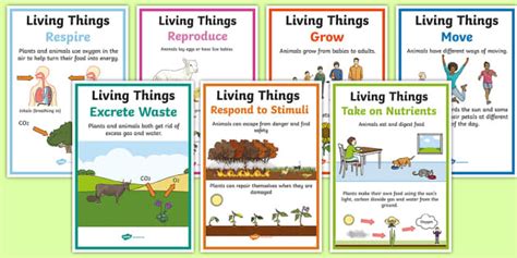 Characteristics Of Living Things Diagram Quizlet