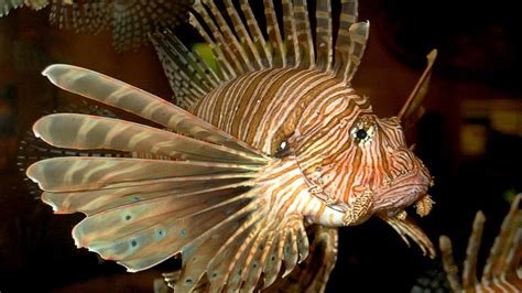 Lionfish An Invasive Delicacy South Carolina Aquarium