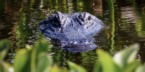Eagle Mountain Lake Alligators