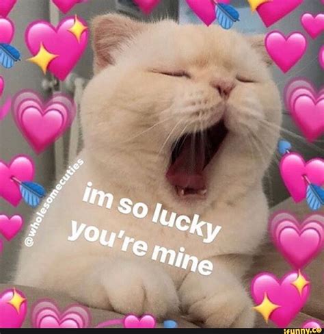 32 Love Cute Cat Heart Meme