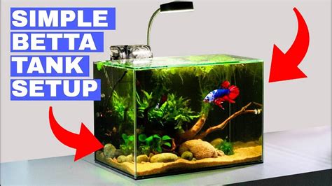 Betta Fish Tank The 7 Best Tanks For Your Betta Fish 2020 Fishkeeping