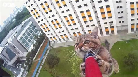 Did A Cat Really Survive A 32 Story Fall By Sal Lessons From
