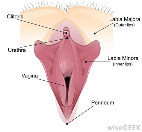 Hope this will help you and marks it as brainlist plzzzzzzzzz. What is a Clitoridectomy? (with pictures)