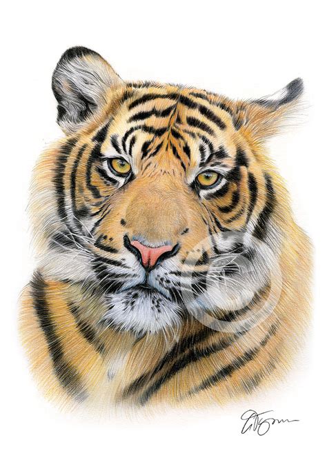 Colour Pencil Drawing Of A Sumatran Tiger By Uk Artist Gary Tymon