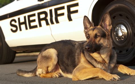 Heres What Really Happens To Drug Dogs In Legal Cannabis States Leafly