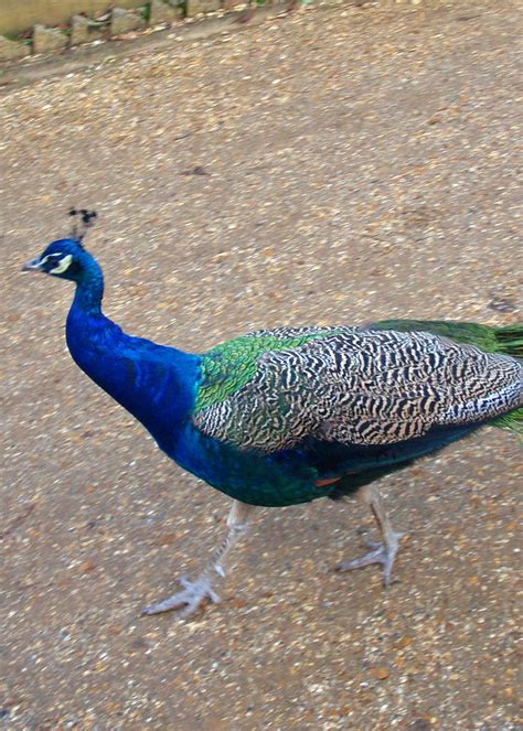 Peacock By Diane Peacock Hindu Mythology Bird Feathers