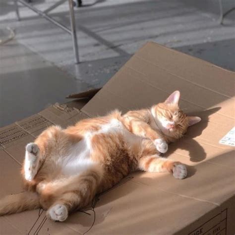 An Orange And White Cat Laying On Top Of A Cardboard Box With Its Eyes