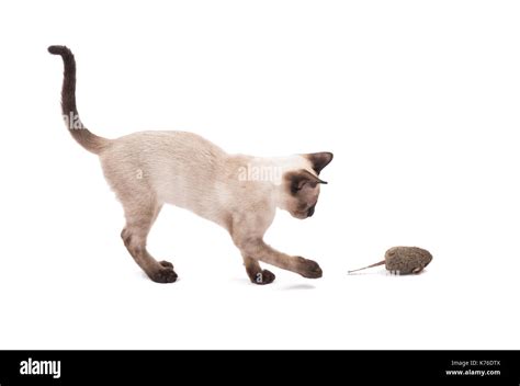 Cat Swatting Hi Res Stock Photography And Images Alamy