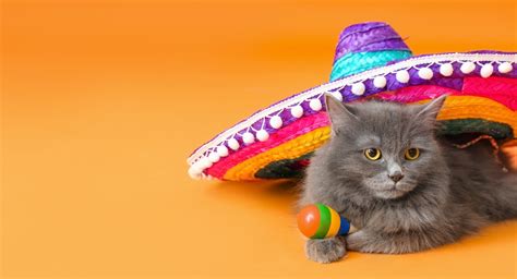 56 Best Spanish Cat Names Our Ultimate Guide To Naming Your Kitty