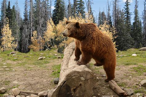 Push To Remove Grizzly Bears From List Of Endangered And Threatened