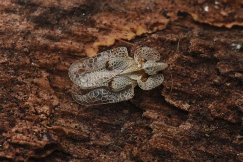 Le Tigre Du Platane Corythucha Ciliata PIERRE YVES VAUCHER