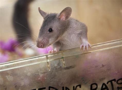 Africa Trains Baby Rat Detectives To Sniff Out Animal Trafficking