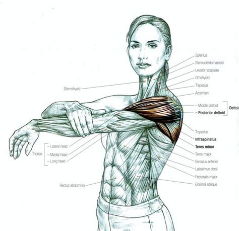 Female Shoulder Muscles Diagram Download Female Muscle Diagram For