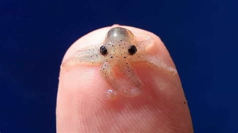 Smallest Animal On Earth Animaljkl