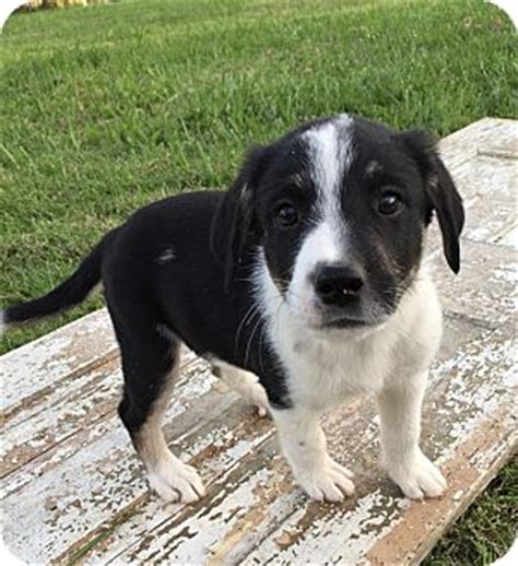 Very friendly & she is standard size of a. Russellville, KY - Australian Shepherd/Great Pyrenees Mix. Meet June a Puppy for Adoption.
