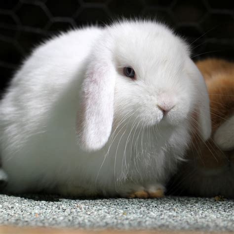Holland Lop Rabbits For Sale Pound Ridge Ny 276356