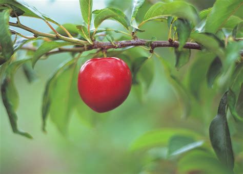 Apple Tree Leaf Identification Sciencing