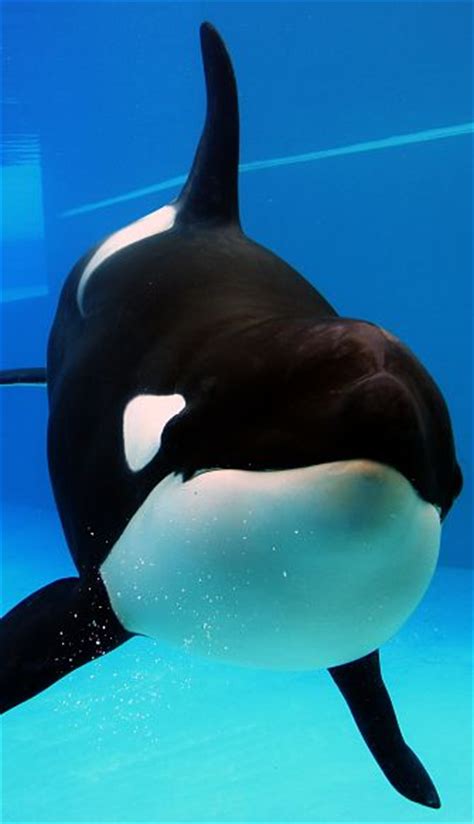Killer Whale Facts Animal Facts Encyclopedia