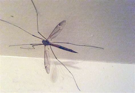 Stinging Crane Fly Whats That Bug