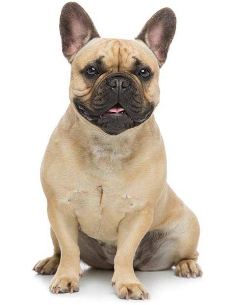 Frenchiessentials was created to help protect this terrific breed and to help provide frenchies with access to the care and medical attention they might need. French Bulldog: Temperament, Lifespan, Grooming, Training ...